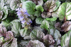 Ajuga 'Black Scallop'